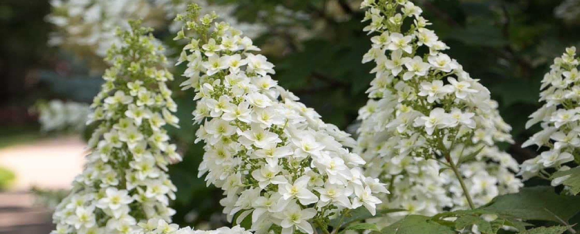 Hydrangea - Hortenzia dubolistá